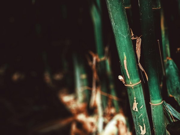 Covid-19, une menace supplémentaire pour les espèces en danger